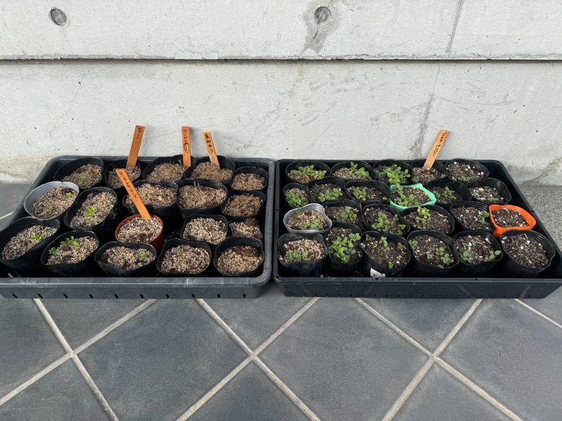 黒いポットから黄緑の目が出ている